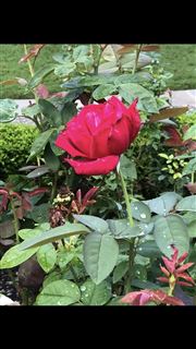 G Rose