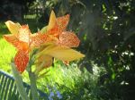 Orange Flower