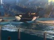 Shamu At Seaworld In San Antoino