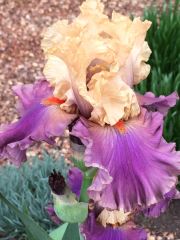 Tan And Purple Tulip