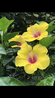 Yellow Flowers