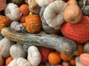 More Pumpkins