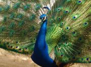 Peacock 2