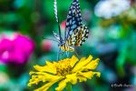 Butterfly In The Flower