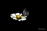 Butterfly On Flower