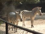 Zebras In The Zoo