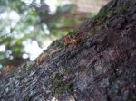 Angry Ant