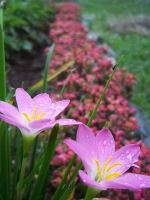 Contrasting With A Flower