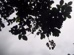 Silhouetted Leaf