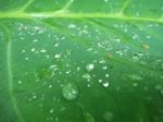  a Rain Drops And Insect On The Leaf