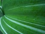 Pattern In Plant