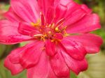 Pink Flower