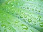 Rain Drop In The Leaf