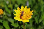 Bee On Flower