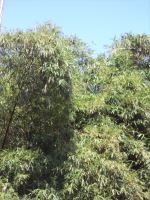Pohon Bambu 