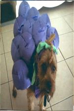 Buddy In  Halooween Photo