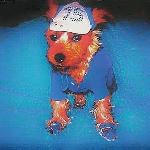 Buddy Dressed Up In Football Gear