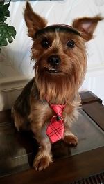 Buddy In Red