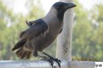 Blac Crow