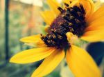 Blowing Sunflower