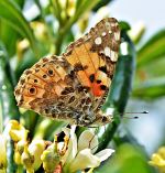 Leptir  Butterfly