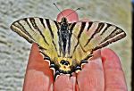 Leptir  Butterfly