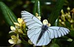 Leptir  Butterfly