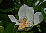 Magnolija