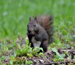 Animals Nature Black Squirrel