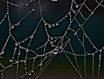 Drops