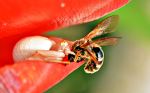 Macro