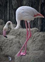 Pink Legs