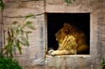 Big Cat