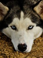 Blue Eyes Dog