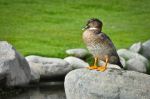 Duck