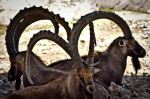 Horn