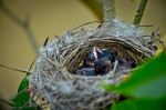 Nest