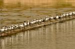 Small Birds