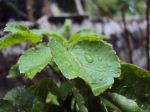 Rain Plus A Plant Equals Awesome Photography