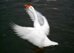 Beauty Of The Birds-1