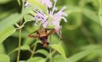 Hummingbird Moth