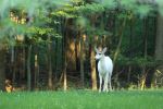 Piebald White Tail Deer