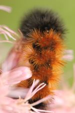 Wooley Bear Caterpillar