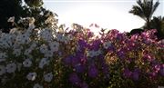 Subtle Sun But Obvious Flowers