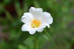 White Flower