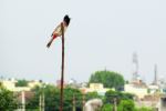 Red Vented Bulbul