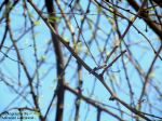 Trap Of Branches