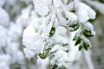 Snow On A Leaf 