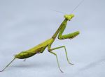 The Mantis 