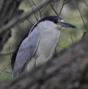 Blackhead  Crane